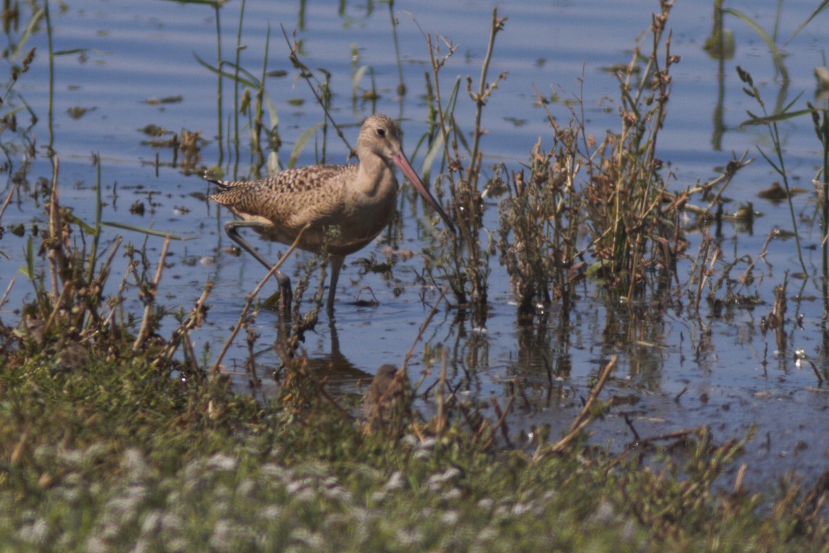 Marbled Godwit - Kurt Ongman