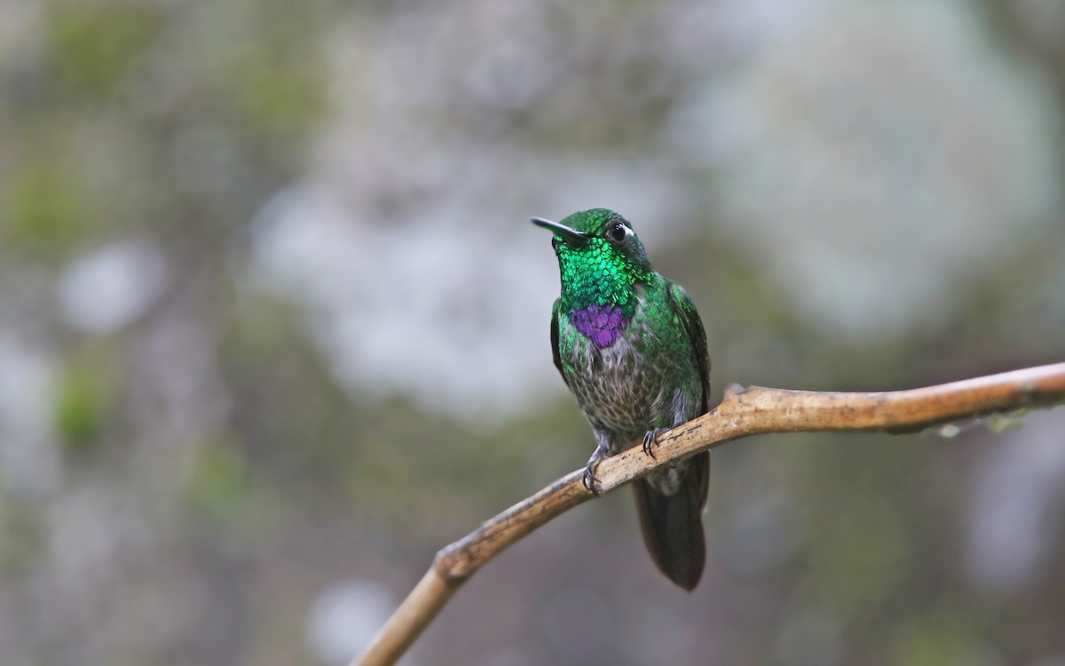 Purple-bibbed Whitetip - Christoph Moning