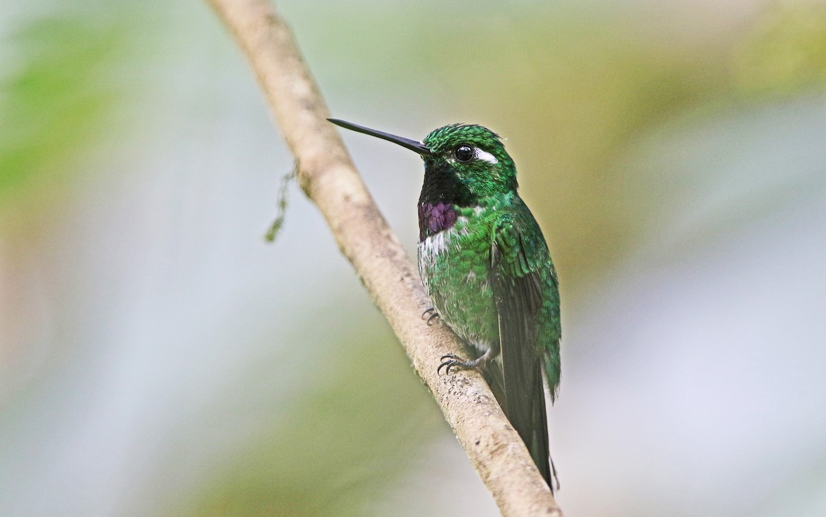 Purple-bibbed Whitetip - Christoph Moning