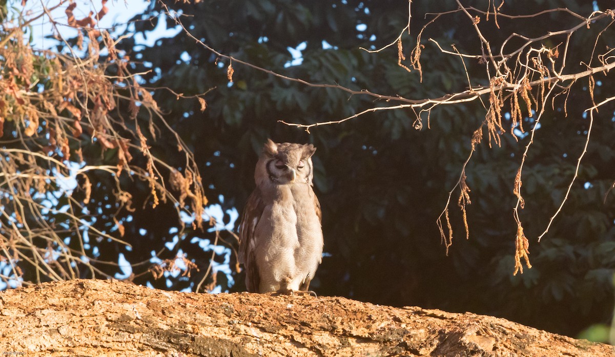 Verreaux's Eagle-Owl - ML176610651