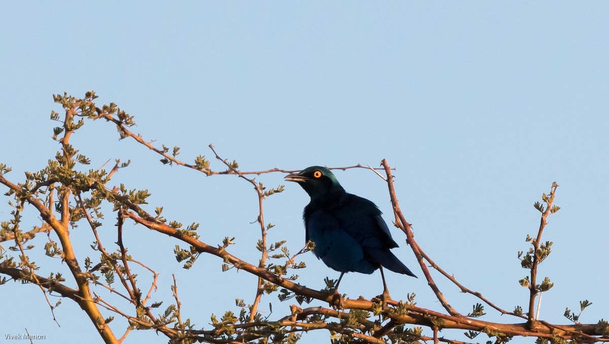 Greater Blue-eared Starling - ML176610681