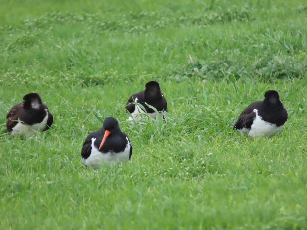 South Island Oystercatcher - ML176611641