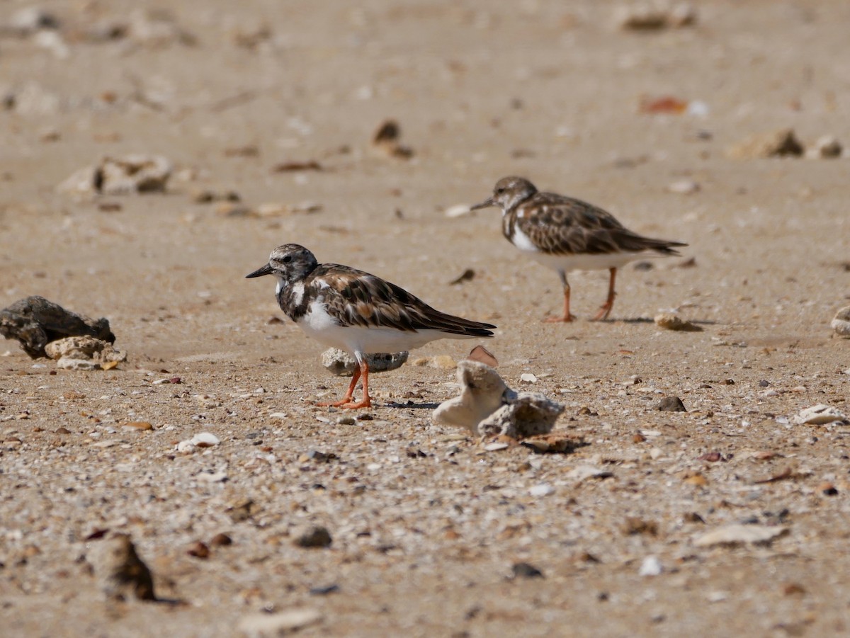 Ruddy Turnstone - Keith Morris