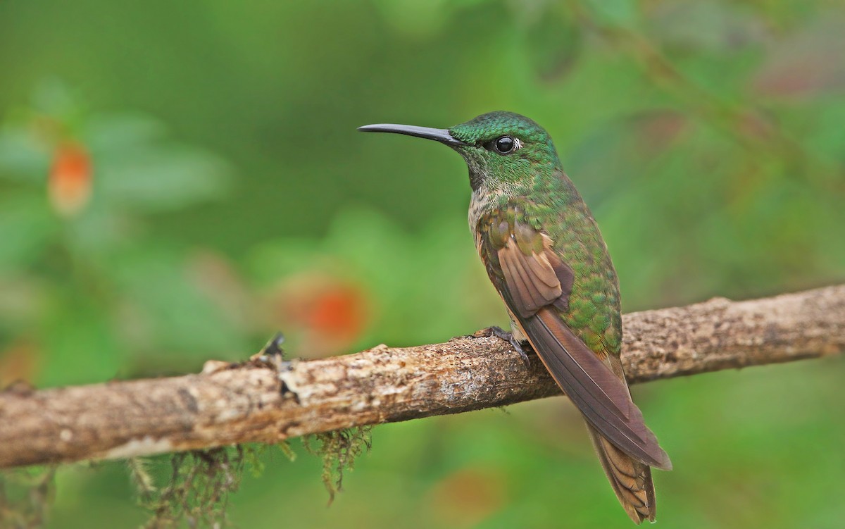 Fawn-breasted Brilliant - ML176611791