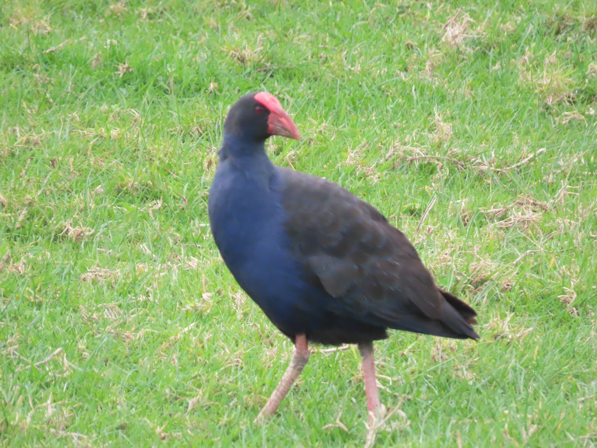 Australasian Swamphen - ML176611881