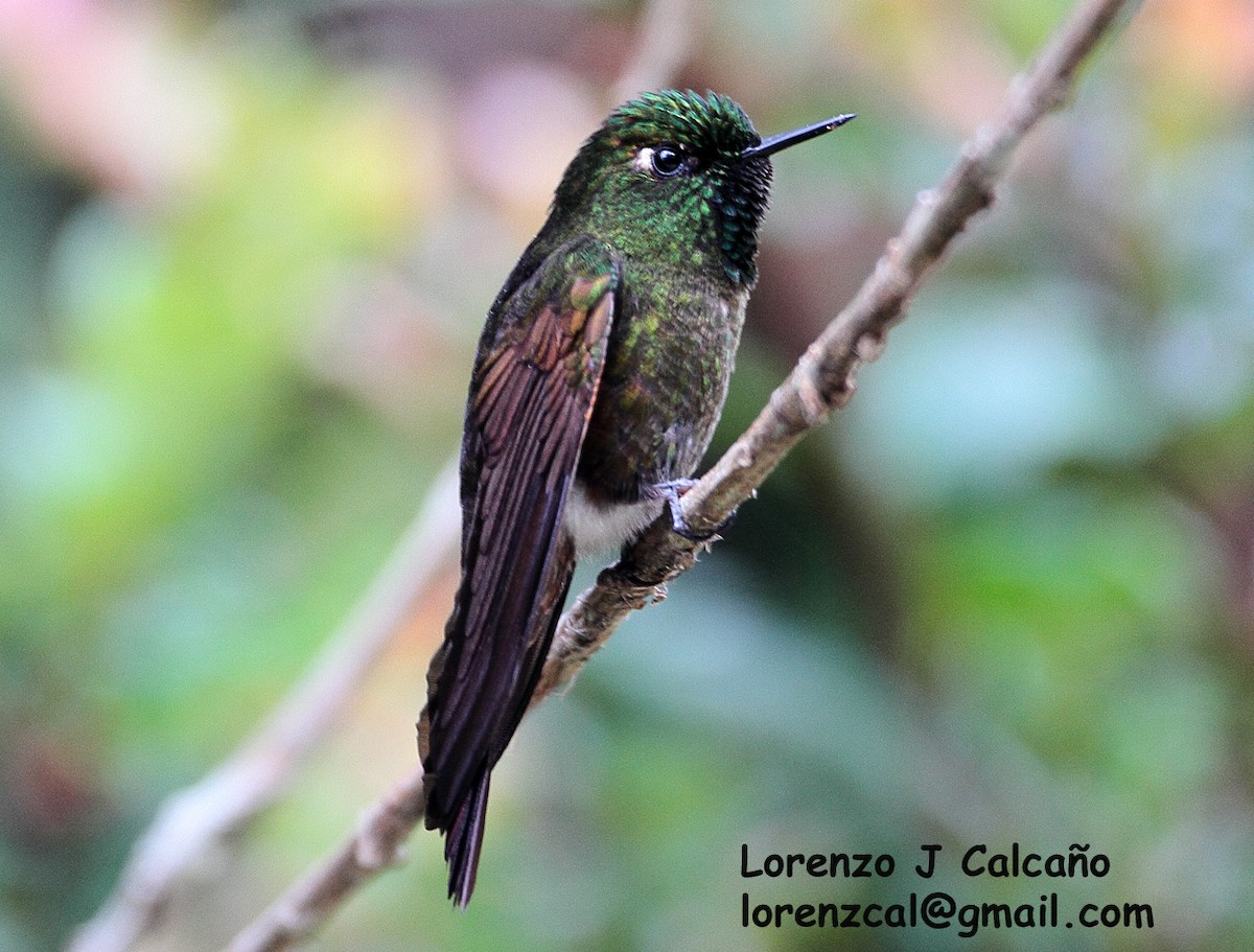 kolibřík dřišťálový - ML176613721