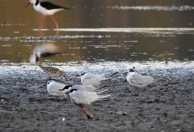 Whiskered Tern - ML176614281