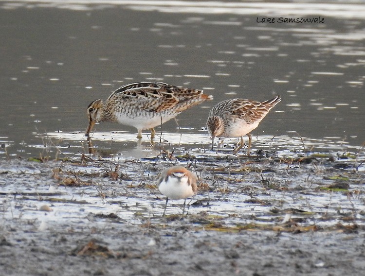 Latham's Snipe - ML176614371