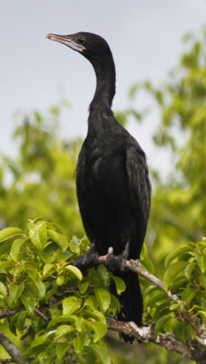 Little Cormorant - ML176614441