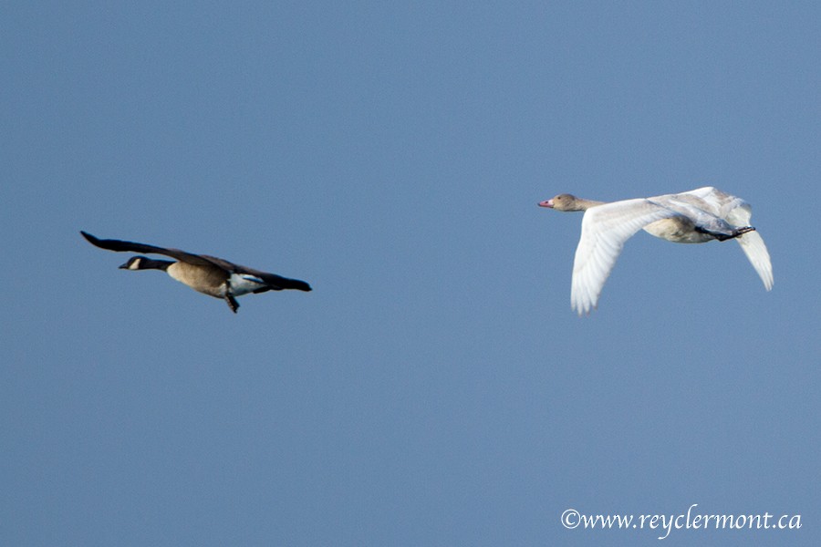 Tundra Swan - ML176615941