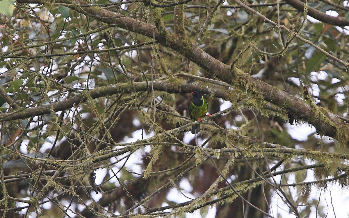 Green-and-black Fruiteater - ML176616351