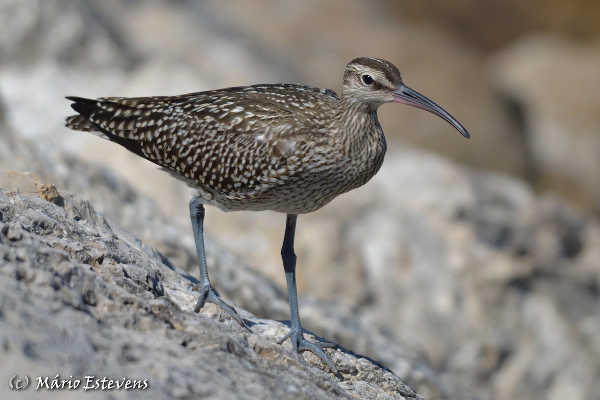 Eurasian Whimbrel - Mário Estevens