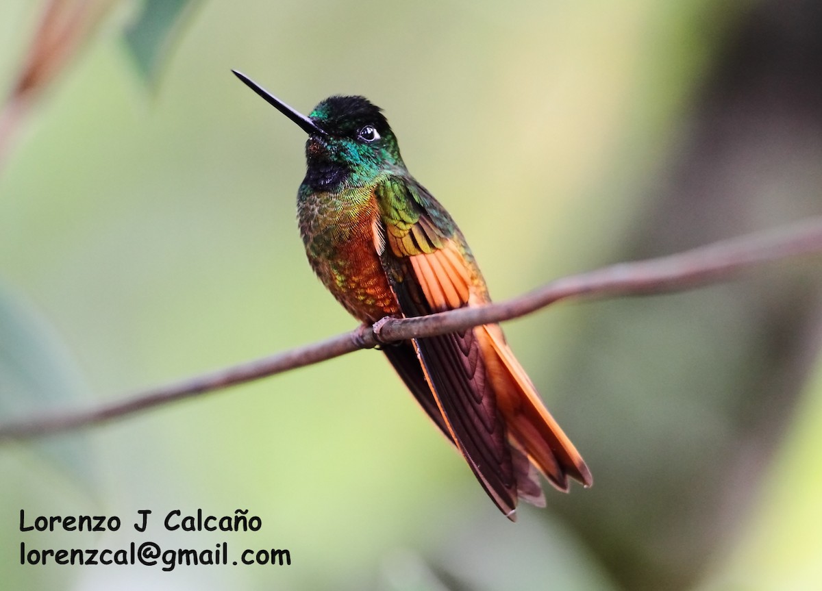 Merida Starfrontlet - Lorenzo Calcaño