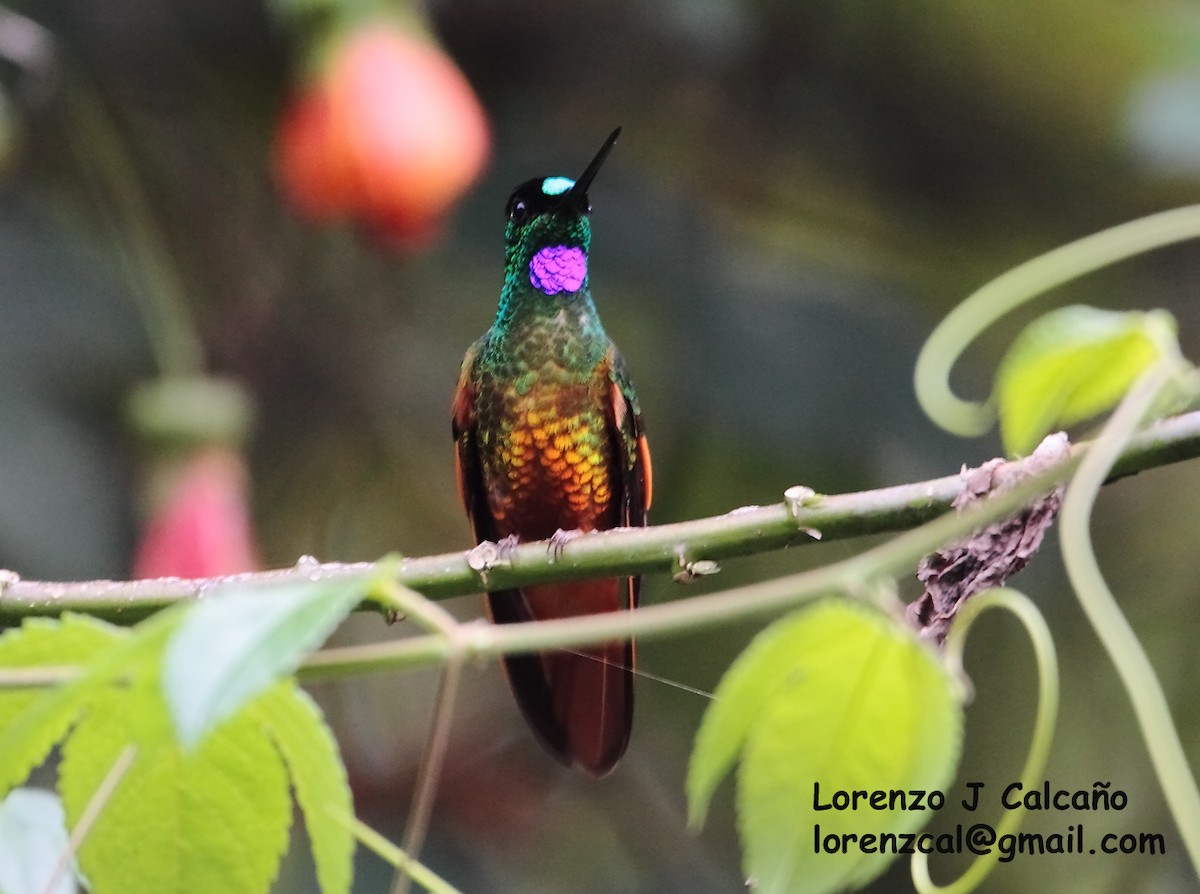 Merida Starfrontlet - Lorenzo Calcaño