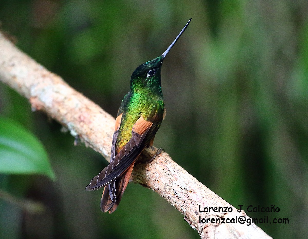 Merida Starfrontlet - Lorenzo Calcaño