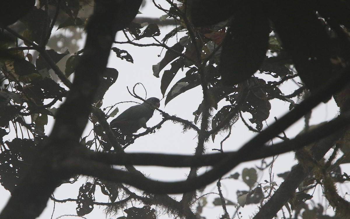 Red-billed Parrot - ML176620251