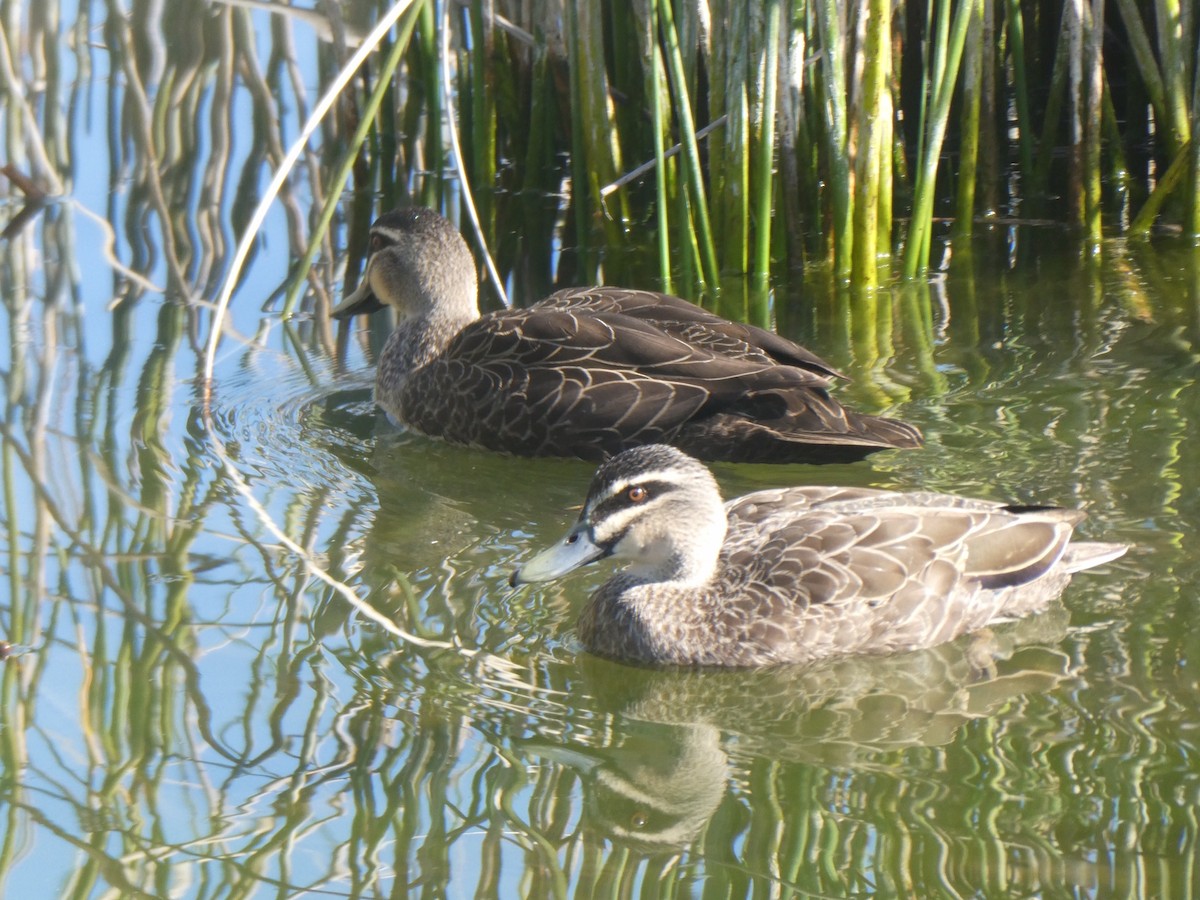 Canard à sourcils - ML176621741