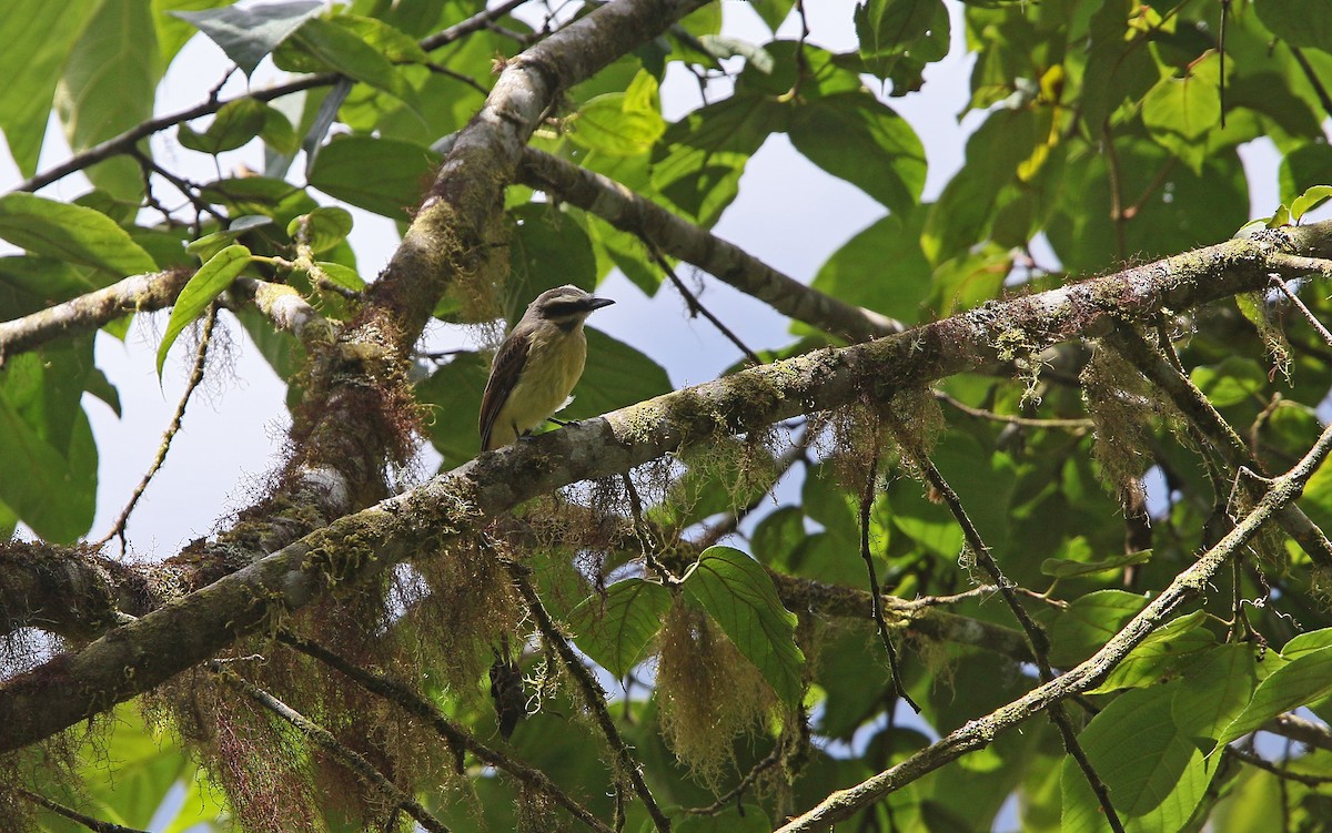 Golden-bellied Flycatcher - ML176621751