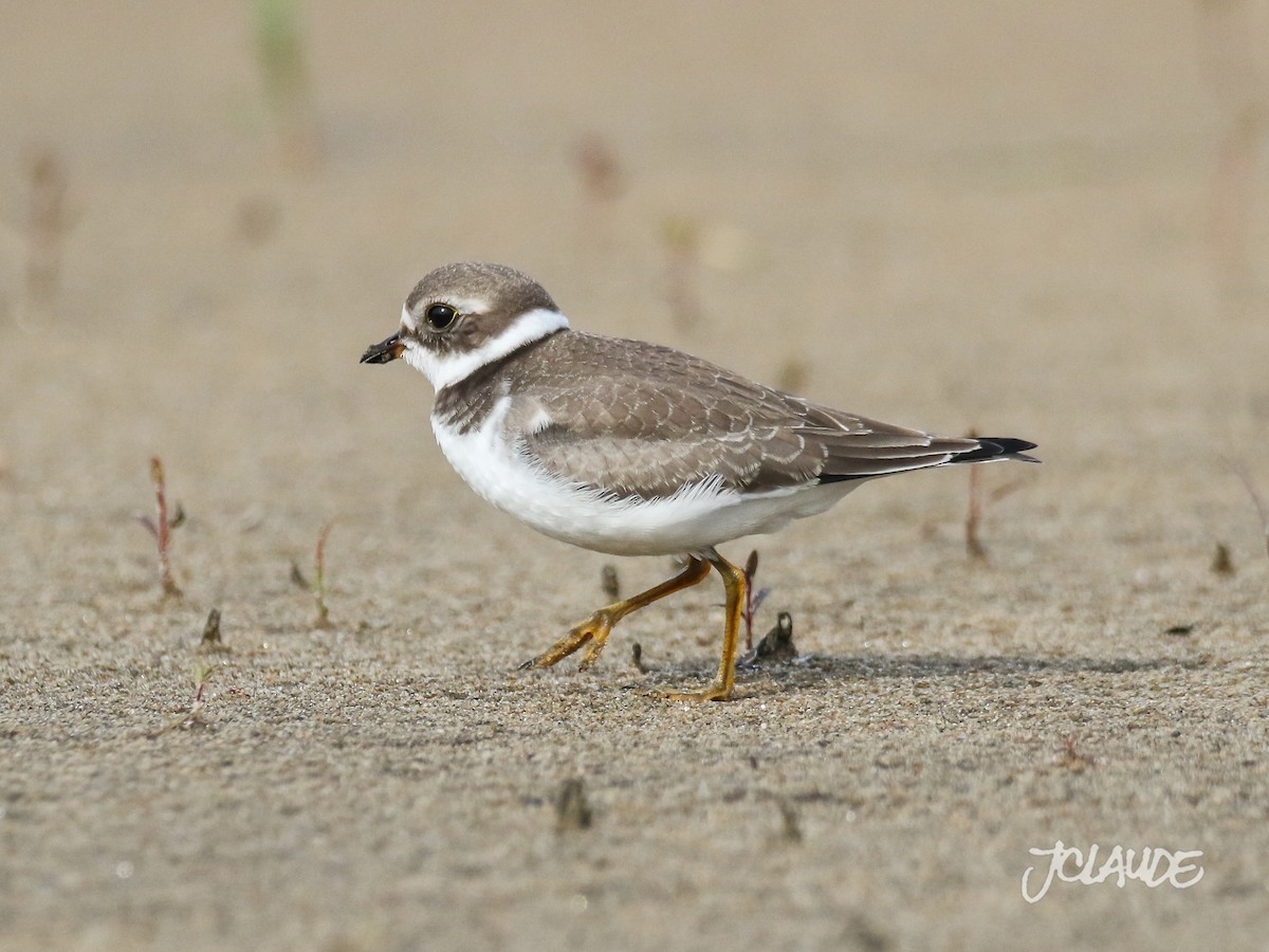Semipalmated Plover - ML176621781
