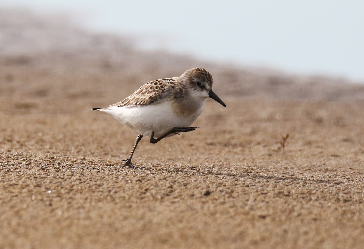 Semipalmated Sandpiper - ML176621841