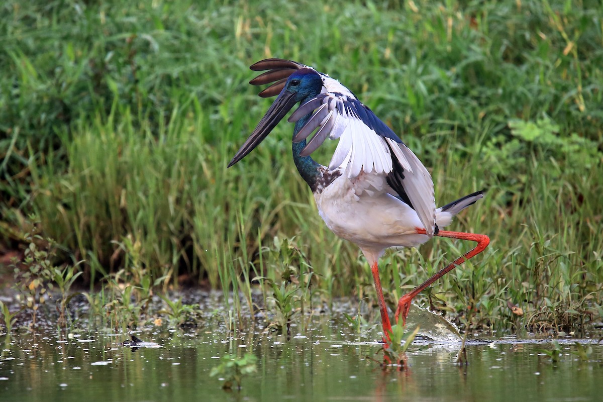 Black-necked Stork - Cristina Baccino