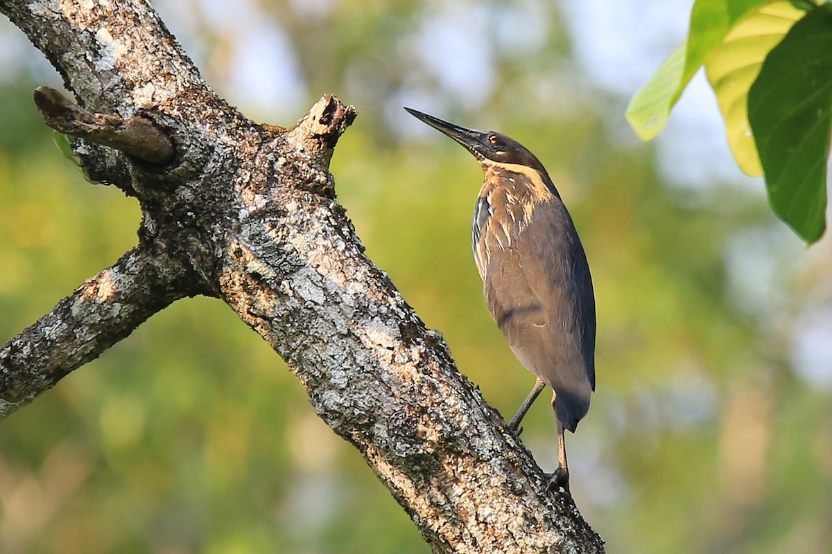 Black Bittern - Cristina Baccino