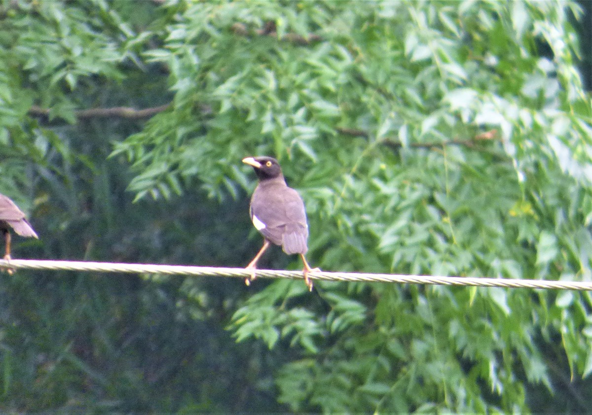 Crested Myna - ML176624451