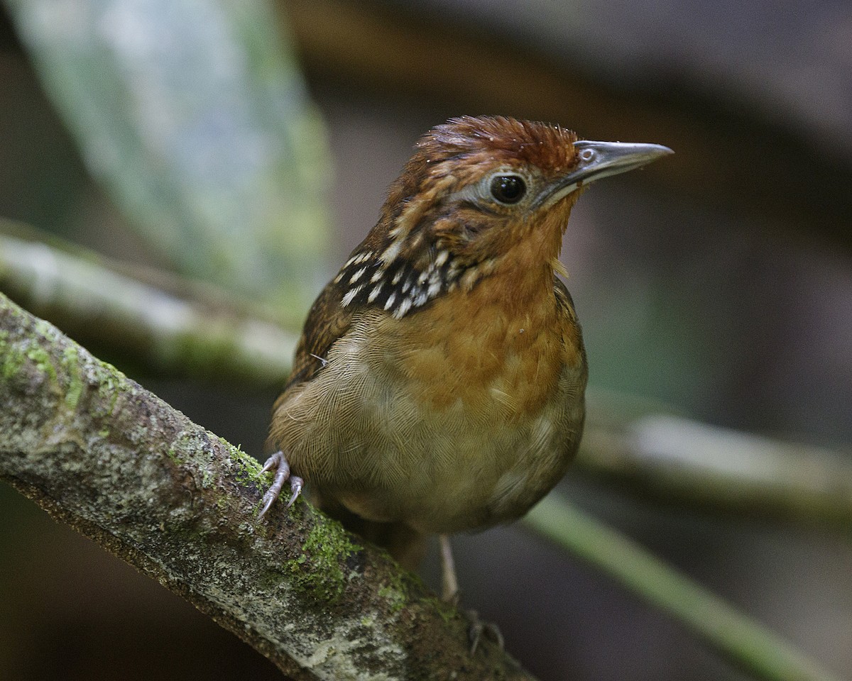 Musician Wren (Musician) - Silvia Faustino Linhares