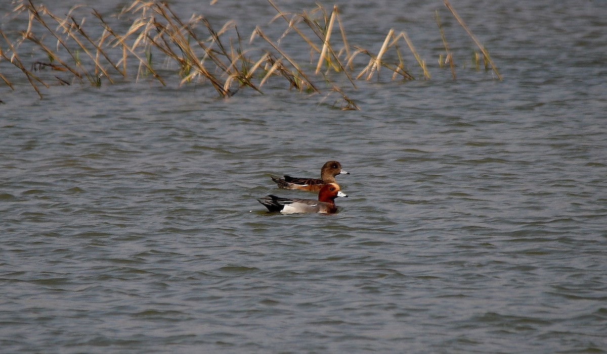 Eurasian Wigeon - ML176626321