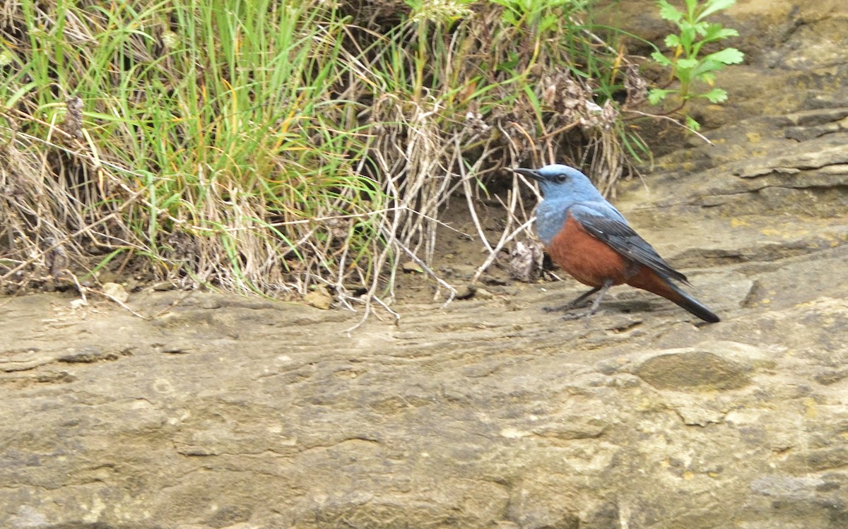 Цэнхэр жижир - ML176629781