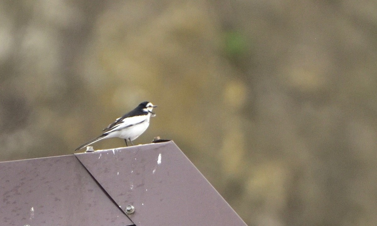 Хөх цэгцгий - ML176630071