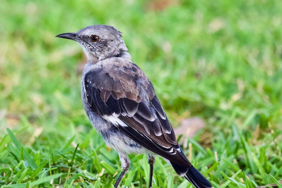 Northern Mockingbird - ML176631961
