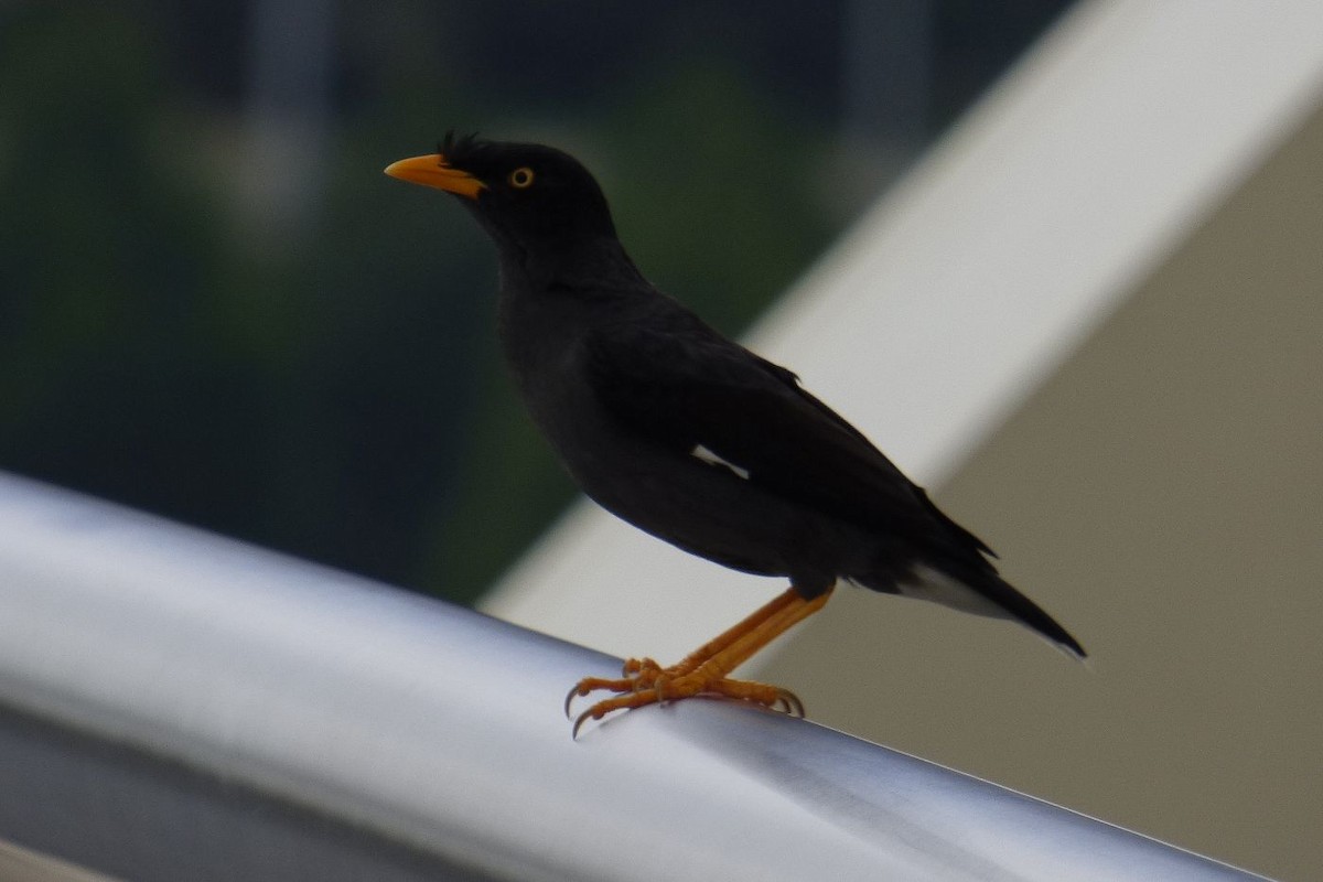 Javan Myna - ML176631991