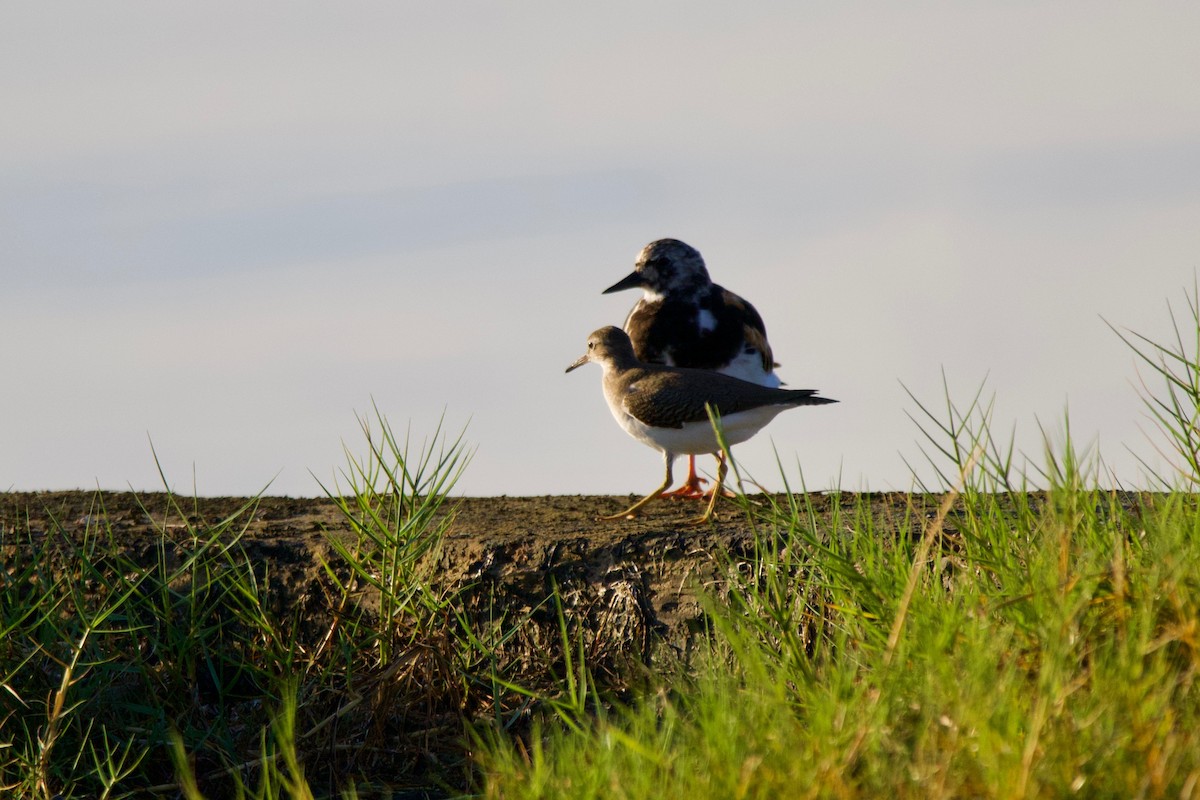 Spotted Sandpiper - ML176632241