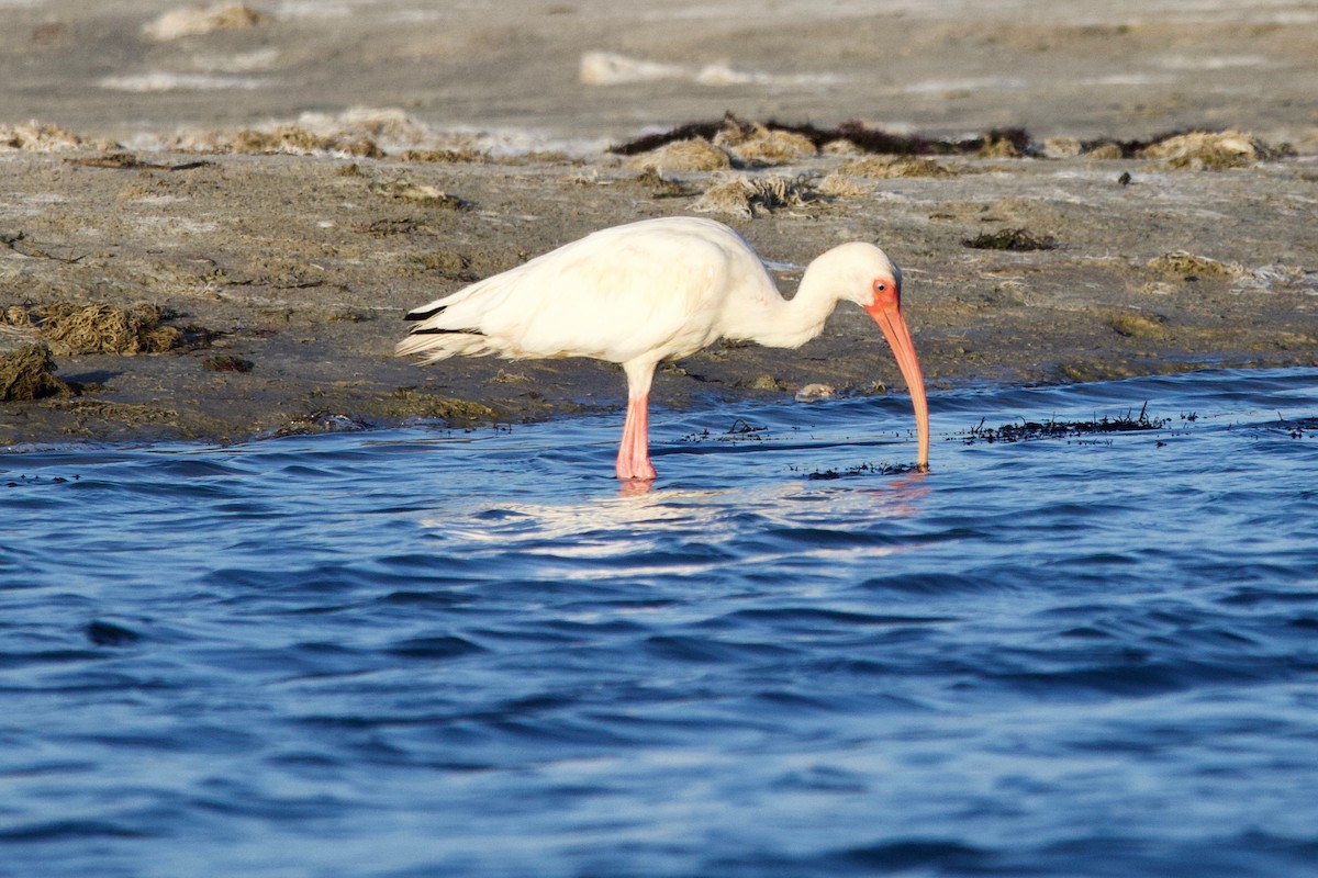 White Ibis - ML176632871