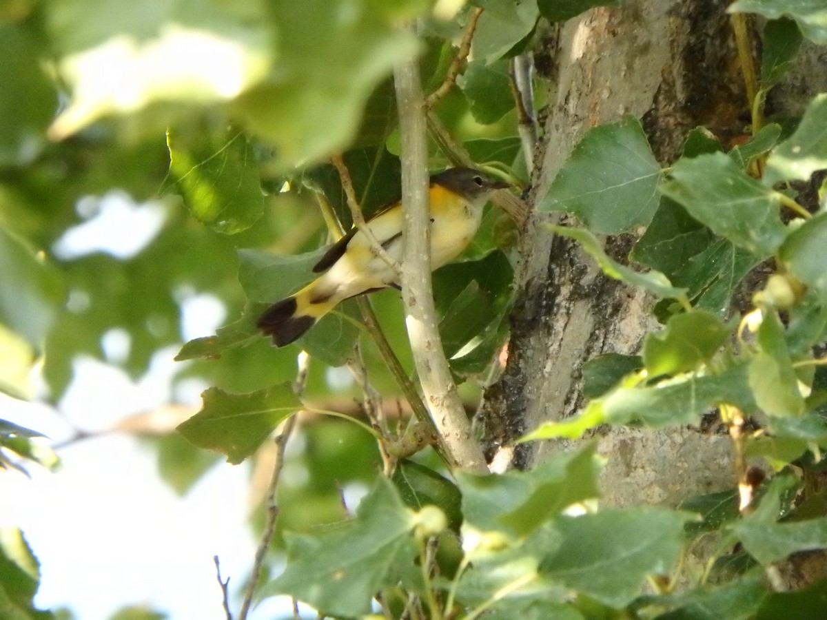 American Redstart - ML176634321