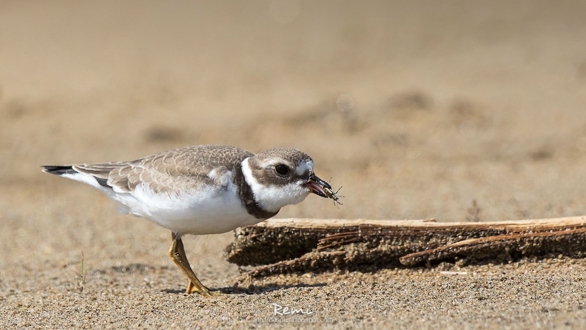 Semipalmated Plover - ML176634951
