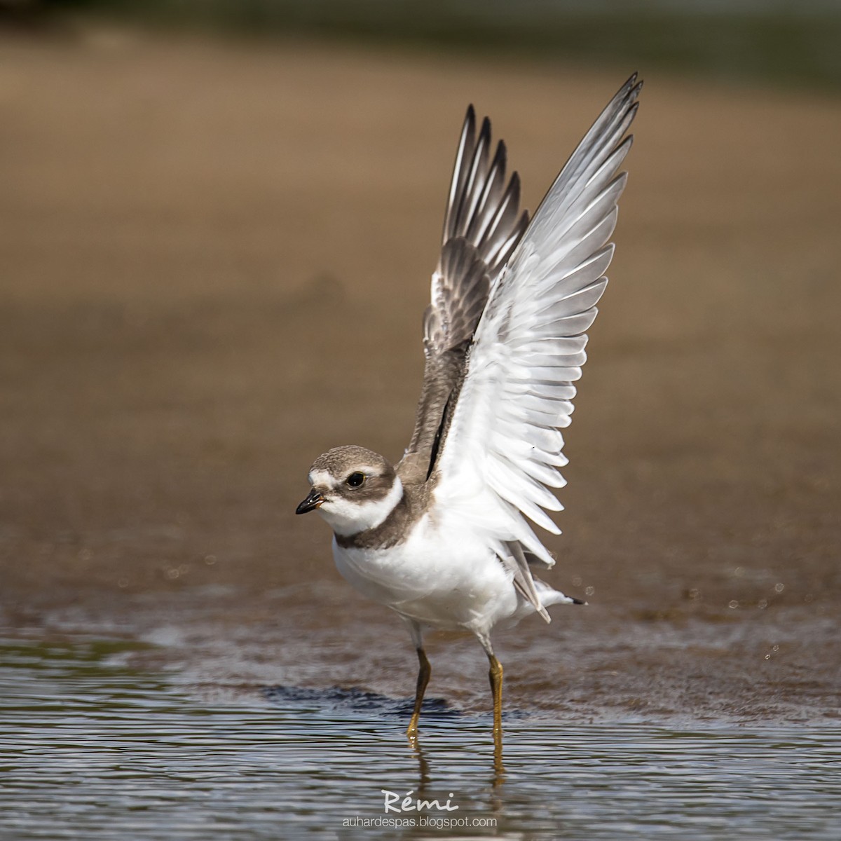 Semipalmated Plover - ML176634961
