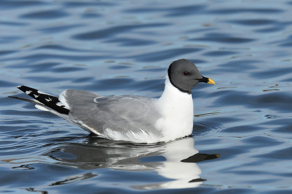 Sabine's Gull - ML176635581