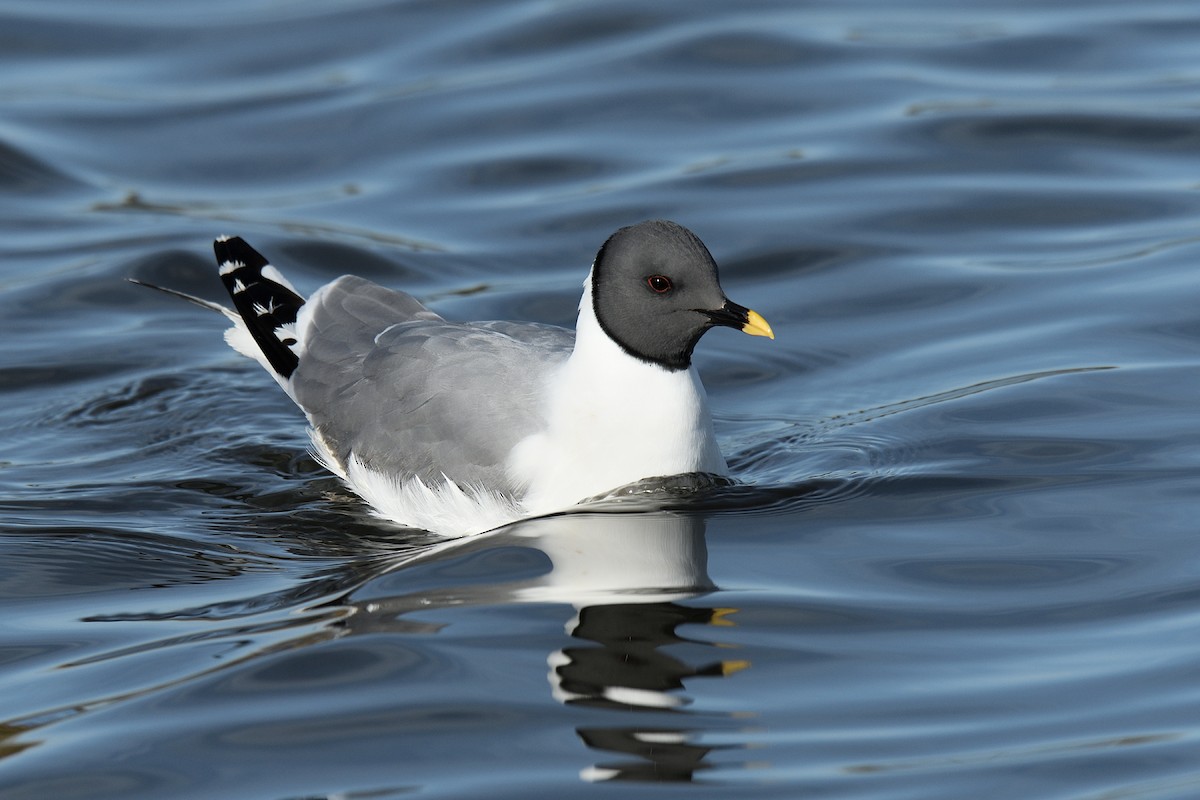 Sabine's Gull - Manuel Segura Herrero