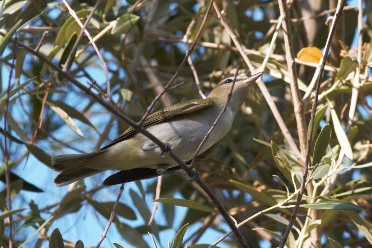 Red-eyed Vireo - ML176636041