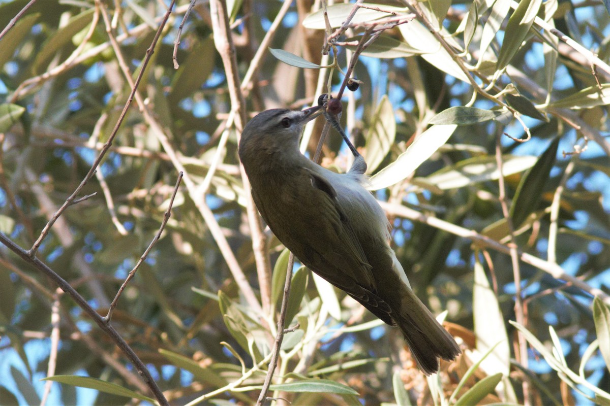 Red-eyed Vireo - ML176636051