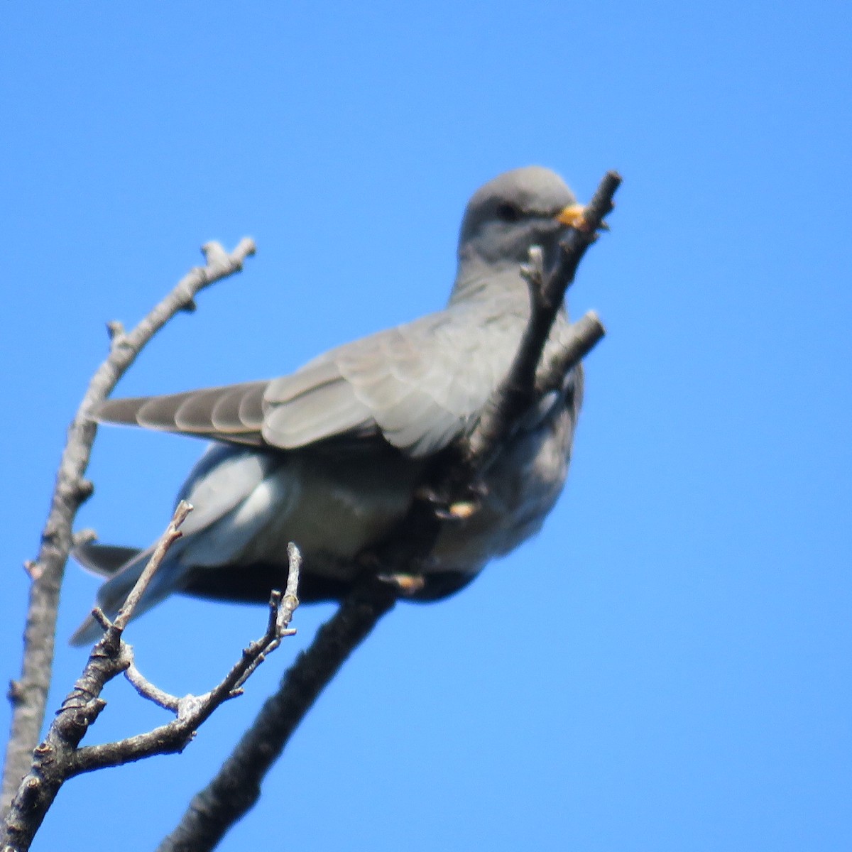 Band-tailed Pigeon - ML176638561