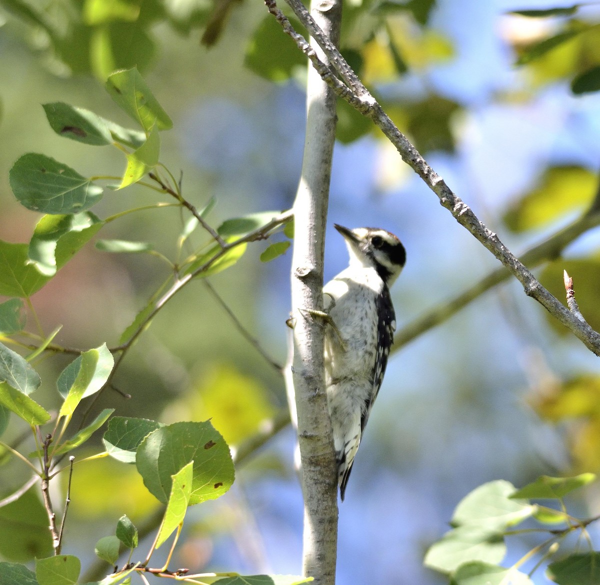 Downy Woodpecker - ML176642731