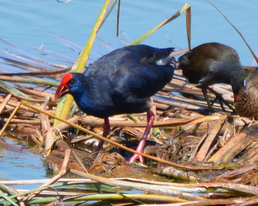 Western Swamphen - ML176645841