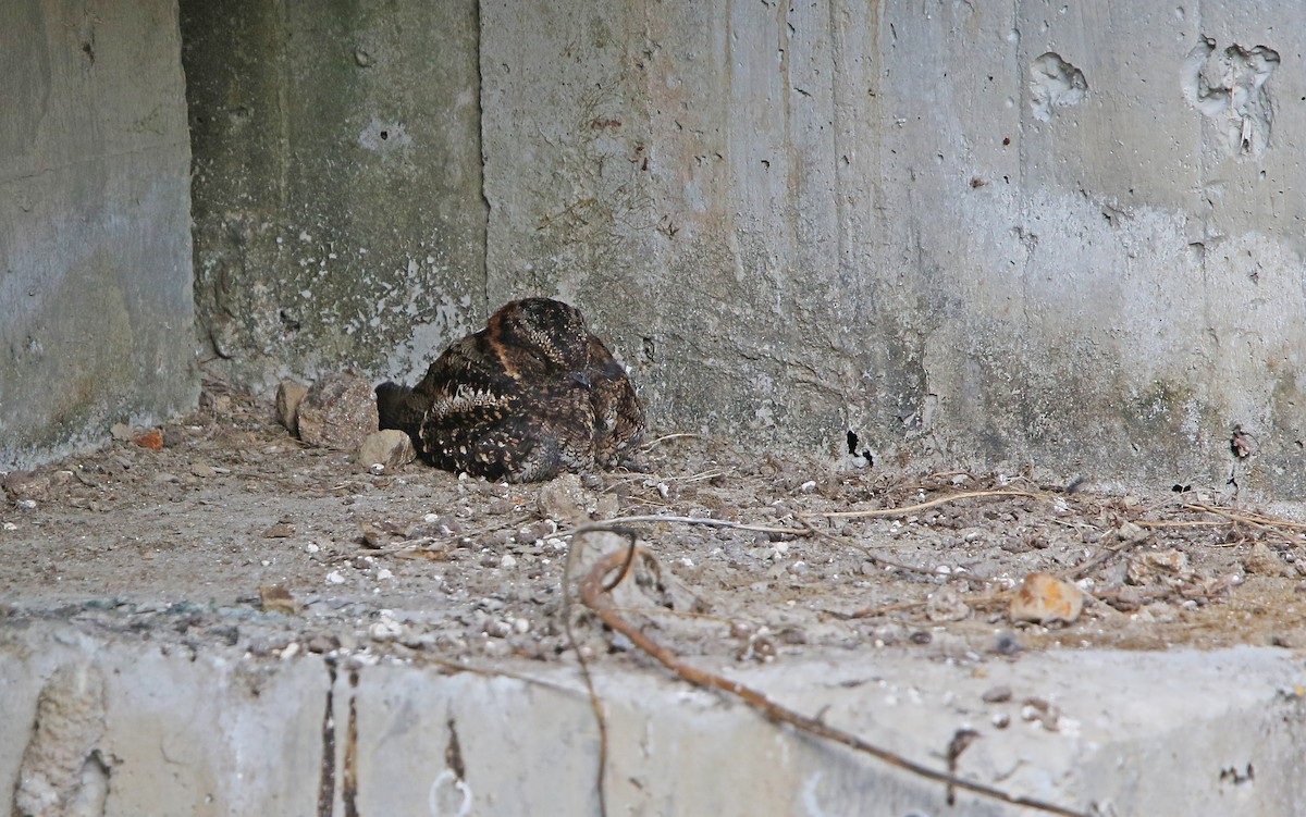 Lyre-tailed Nightjar - Christoph Moning