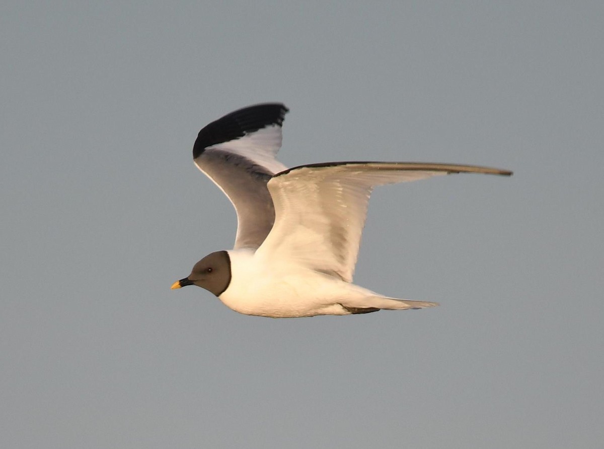 Sabine's Gull - ML176650161