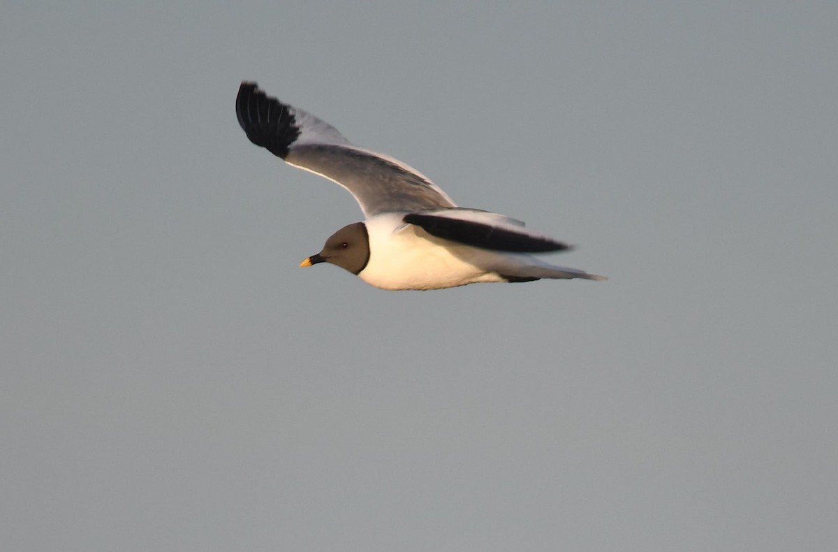 Sabine's Gull - ML176650171