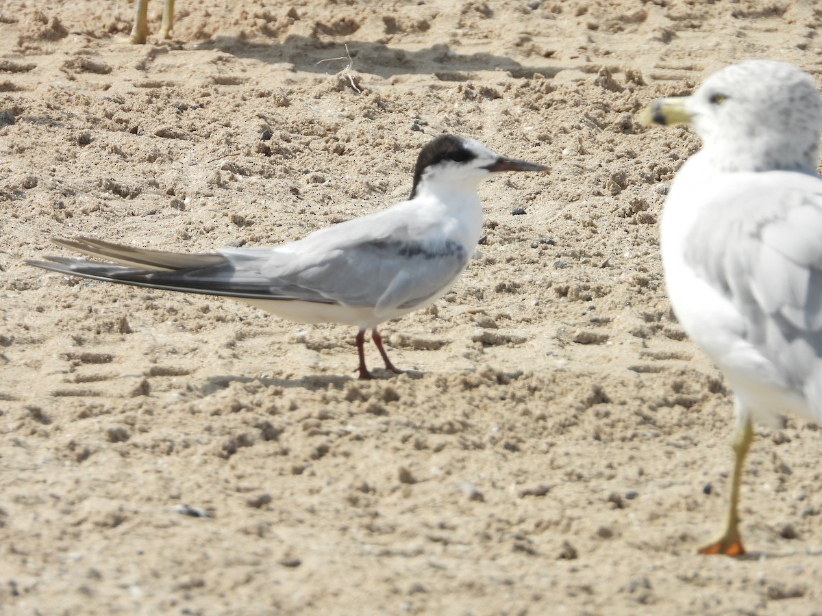 Common Tern - ML176651861