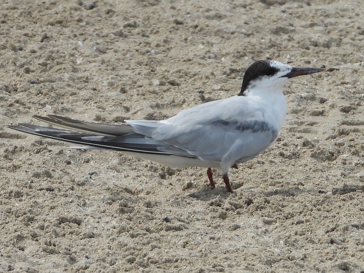 Common Tern - ML176651891